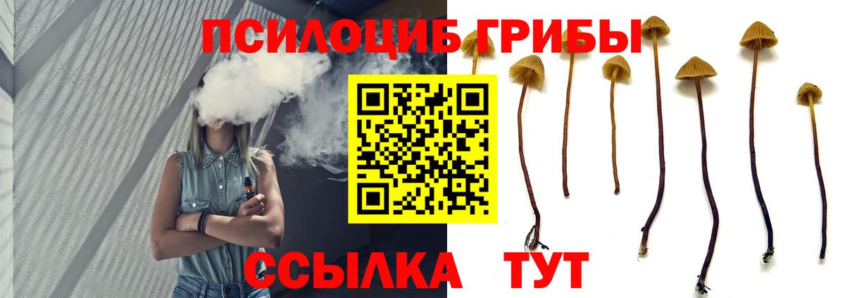Псилоцибиновые грибы Cubensis Губкин